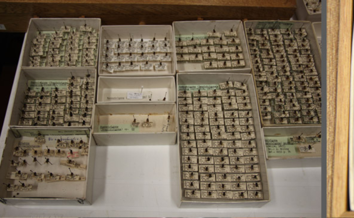 Especimenes estudiados en el Museo de Entomológia de la UNAL