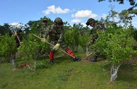 Erradicación de cultivos ilícitos / Comando General de las Fuerzas Militares