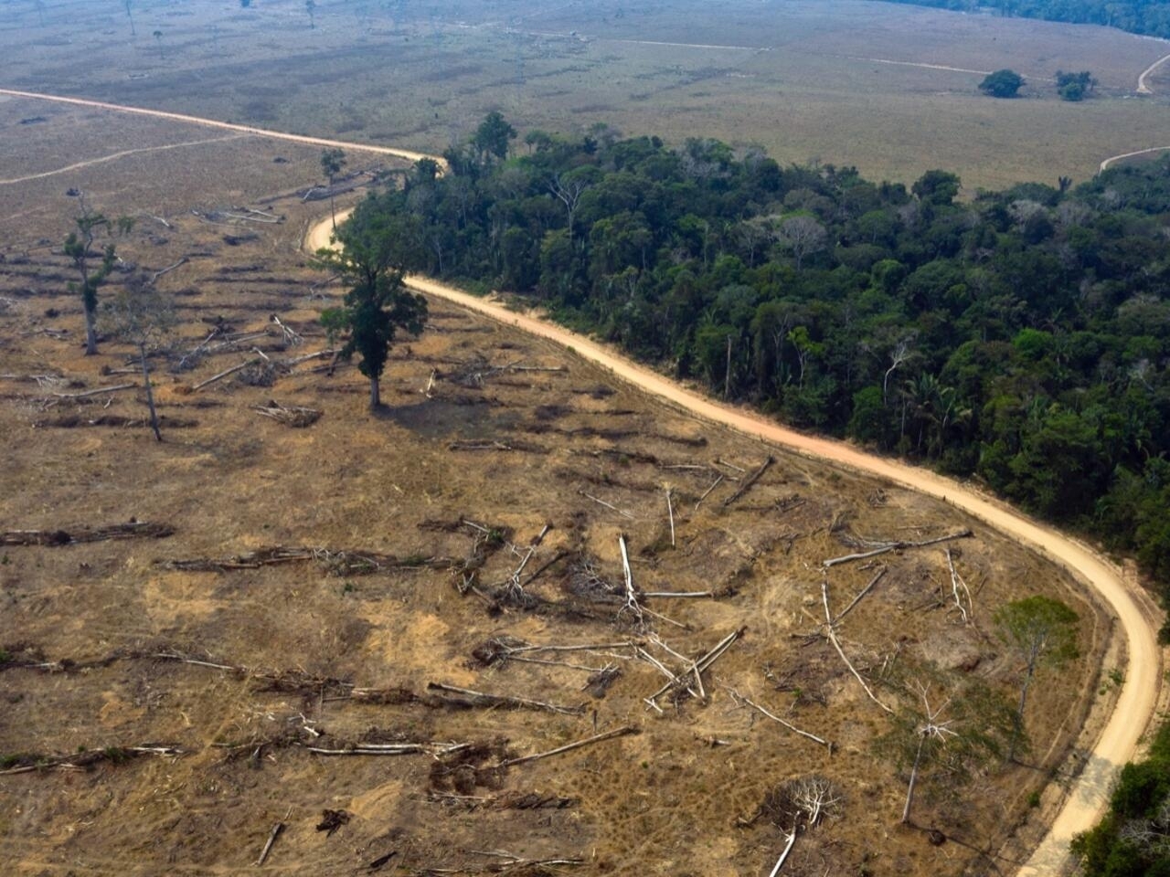 Deforestacion del pulmón del mundo