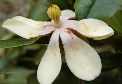 especie, magnolia, unicarmesis
