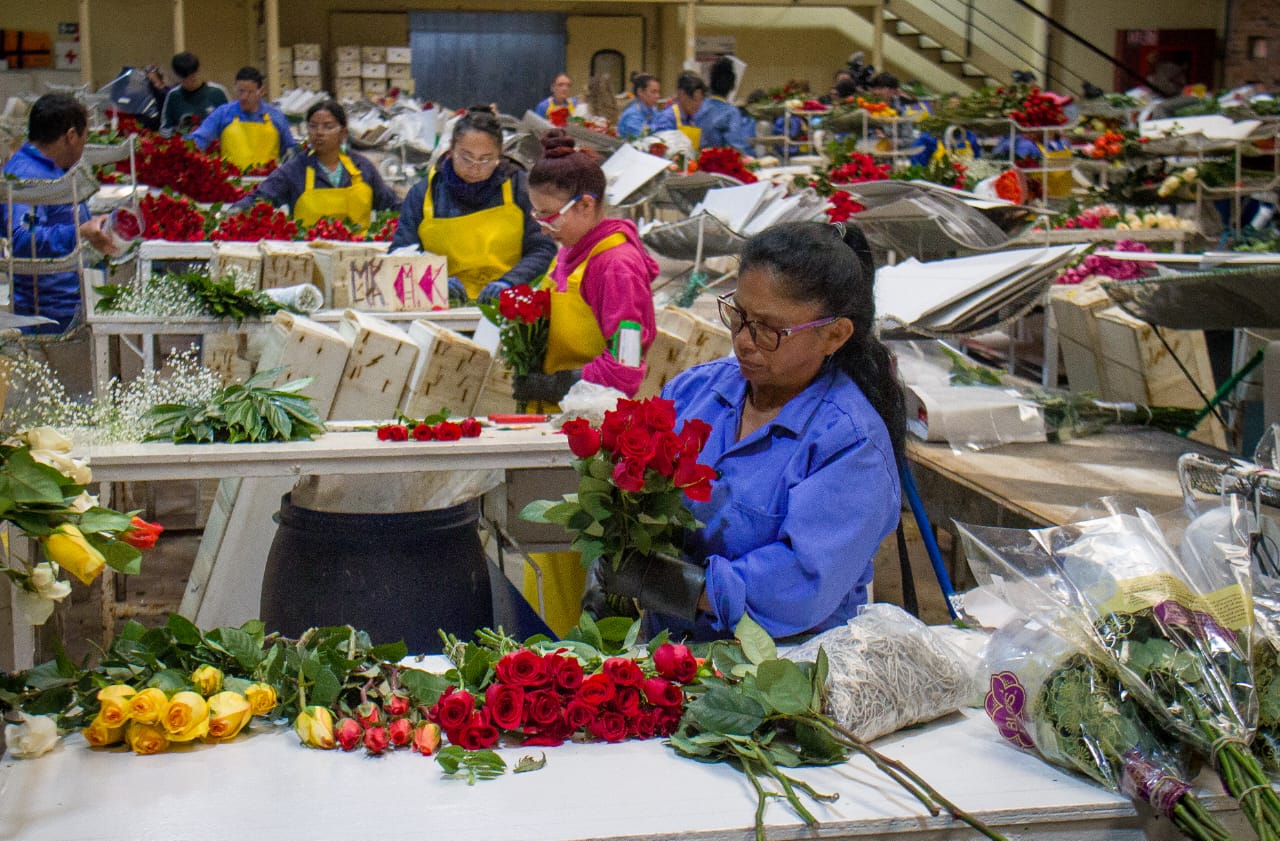Colombia espera conservar el 20% de la exportación de flor en el mundo